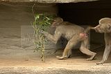 leipzig zoo-01_07_2011_zoo_allgemein_378